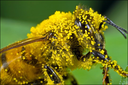 http://rawinspirations.files.wordpress.com/2009/02/bee-with-pollen.jpg